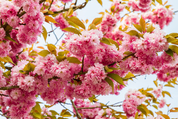 Cherry flowers in full blossom in spring in Normandy, France