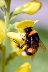 Bumblebee (Bombus lucorum) on yellow flower (Lathyrus davidii)