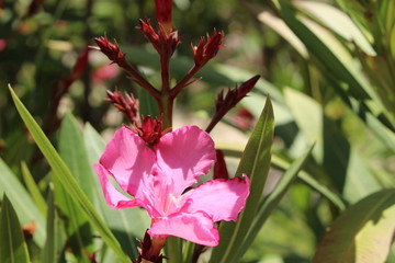 Poisonous pink 