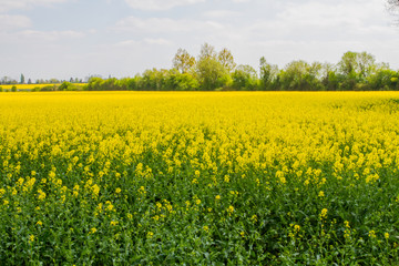 Obraz premium Bright-yellow fields of rapeseed (Brassica napus), also known as rape, oilseed rape, rapa, rappi, rapaseed (and, in the case of one particular group of cultivars, canola) in Normandy, France