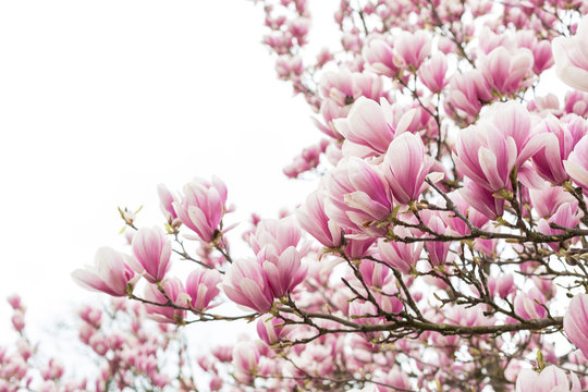 bl&uuml;hender Magnolienbaum