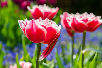 Obraz premium Close-up of red tulip in spring in Normandy, France