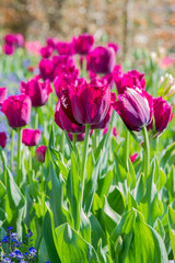Close-up of dark red tulip in spring in Normandy, France