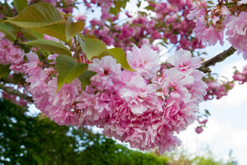 Cherry flowers in full blossom in spring in Normandy, France