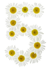 Arabic numeral 5, five, from white flowers of chamomile, isolated on white background
