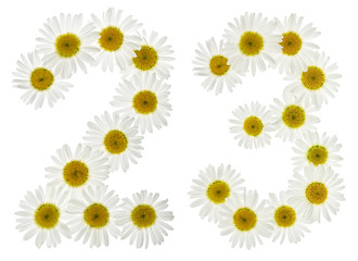 Arabic numeral 23, twenty three, from white flowers of chamomile, isolated on white background