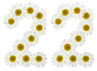 Arabic numeral 22, twenty two, from white flowers of chamomile, isolated on white background