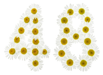 Arabic numeral 48, forty eight, from white flowers of chamomile, isolated on white background