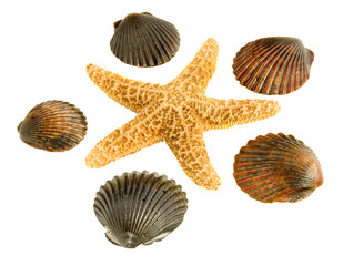 Isolated starfish and shells display.