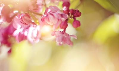 Fototapeta na wymiar Lilac flowers close up.