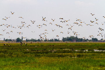 From a green grassy field, a huge flock of ducks-ogars