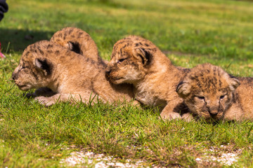 Four very small lion cubs are tired © askaternoy