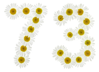 Arabic numeral 73, seventy three, from white flowers of chamomile, isolated on white background