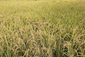 秋の稲穂(茨城県)