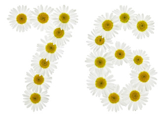 Arabic numeral 76, seventy six, from white flowers of chamomile, isolated on white background