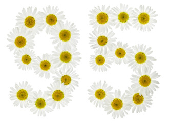 Arabic numeral 95, ninety five, from white flowers of chamomile, isolated on white background