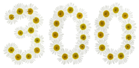 Arabic numeral 300, three hundred, from white flowers of chamomile, isolated on white background