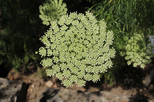 "Toothpickweed" flowers and buds (or Bisnaga, Khella, Bishop's Weed) in Ulm, Germany. Its Latin name is Ammi Visnaga (Syn Visnaga Daucoides), native to Europe, Asia, and North Africa.