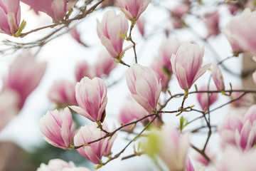 wunderschöne Magnolienblüte