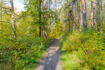 Fototapeta premium Forest Path