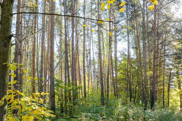 Early autumn in the forest