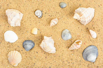 Different shells on yellow sand