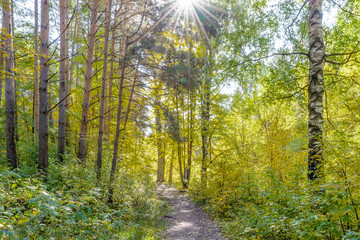 Obraz premium Forest Path