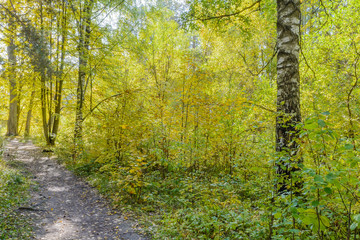 Naklejka premium Forest Path