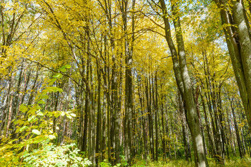 Naklejka premium Early autumn in the forest