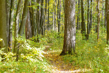 Fototapeta premium Forest Path