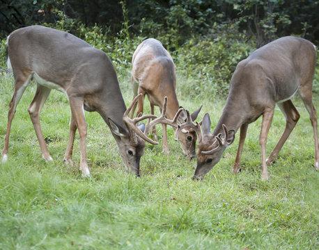Fototapeta Whitetail Bucks & Doe Grazing Together