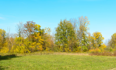 Fototapeta premium Early autumn in the forest
