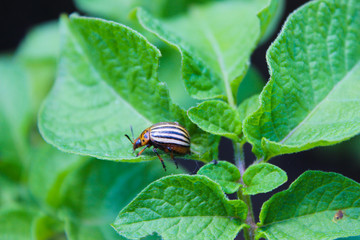 Colorado beetle