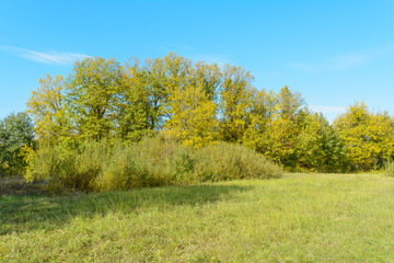 Fototapeta premium Early autumn in the forest