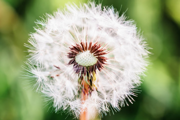 Dandelion core and seeds close-up with shallow depth of field