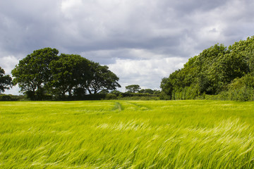 Fototapeta na wymiar A field of golden barley in early June on a farm in Titchfield in Hampshire in England