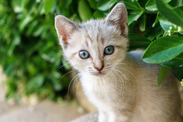 Baby cats in the garden
