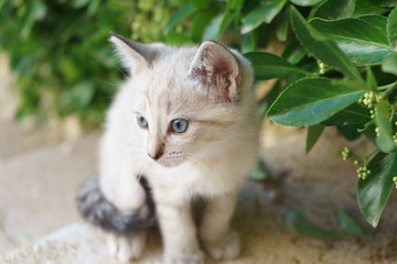Baby cats in the garden