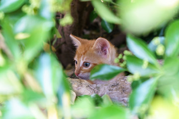 Baby cats in the garden