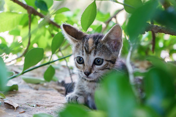 Baby cats in the garden