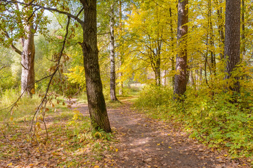 Forest Path