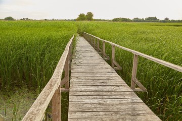 Fototapeta na wymiar Swamp walking path