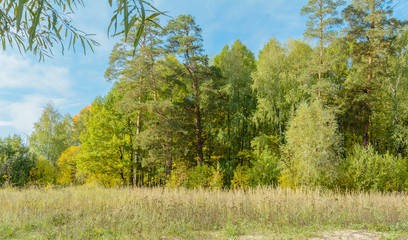 Early autumn in the forest