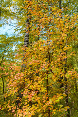 Fototapeta na wymiar Early autumn in the forest