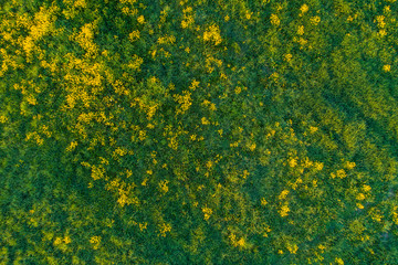 Aerial view on a green field with yellow mustard flowers