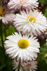 Obraz premium Chamomile. Blooming chamomile field, Chamomile flowers on a meadow in summer, Selective focus