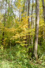 Fototapeta na wymiar Early autumn in the forest