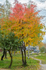 Naklejka premium Rowan Tree