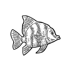 Fish. Vector black engraving vintage illustrations.