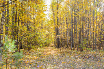Autumn in the forest